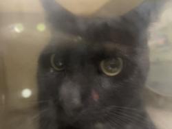Shelter Stray Male Cat last seen , 1850 W 60th St, Los Angeles, CA 90047, USA