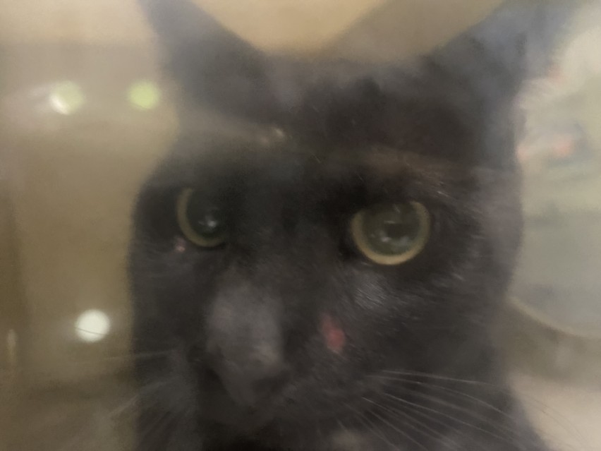 Shelter Stray Male Cat last seen , 1850 W 60th St, Los Angeles, CA 90047, USA