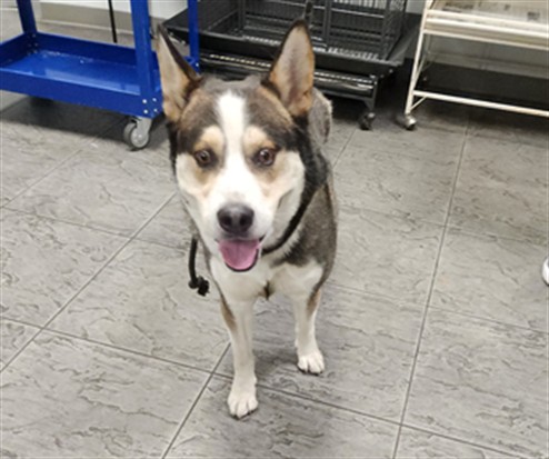 Shelter Stray Male Dog last seen , 11361 W Pico Blvd, Los Angeles, CA 90064, USA