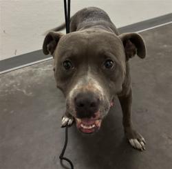 Shelter Stray Male Dog last seen , 1850 W 60th St, Los Angeles, CA 90047, USA