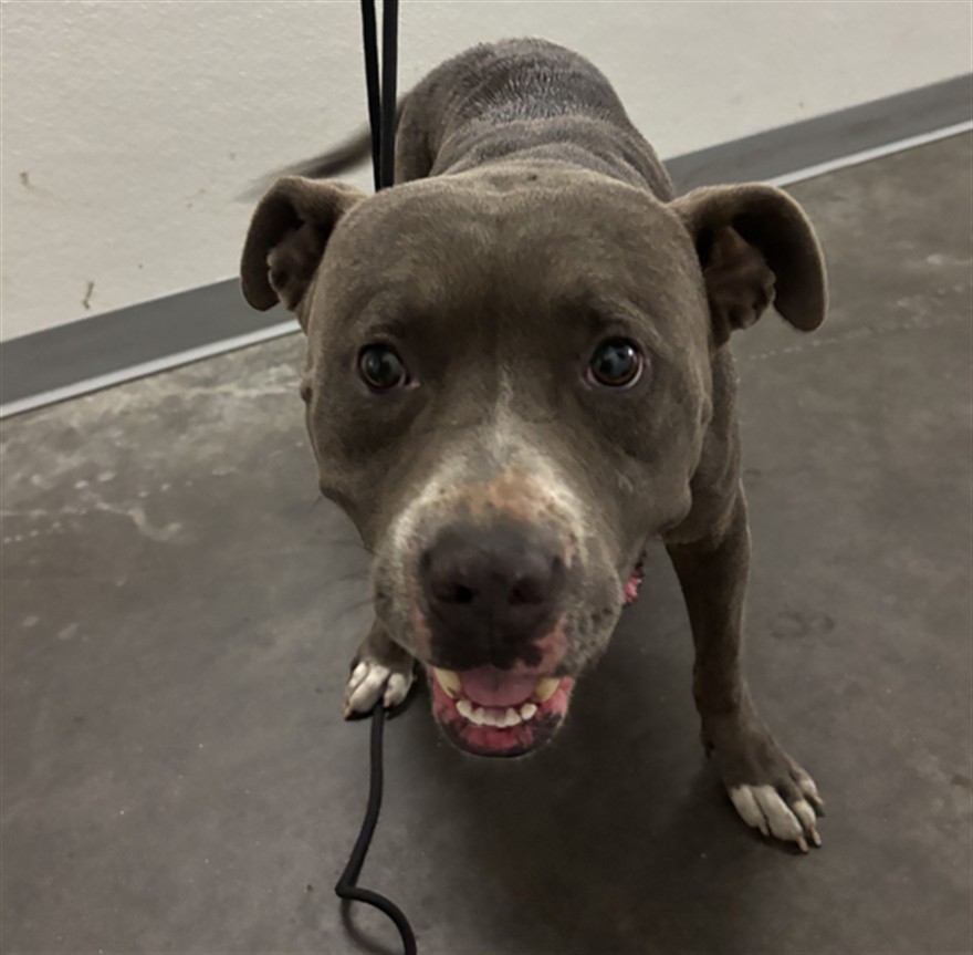 Shelter Stray Male Dog last seen , 1850 W 60th St, Los Angeles, CA 90047, USA