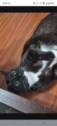 Reunited Male Cat last seen Mission village dr, Houston, TX 77083