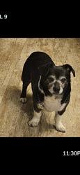 Lost Male Dog last seen Holly and Fairfax, Commerce City, CO 80022