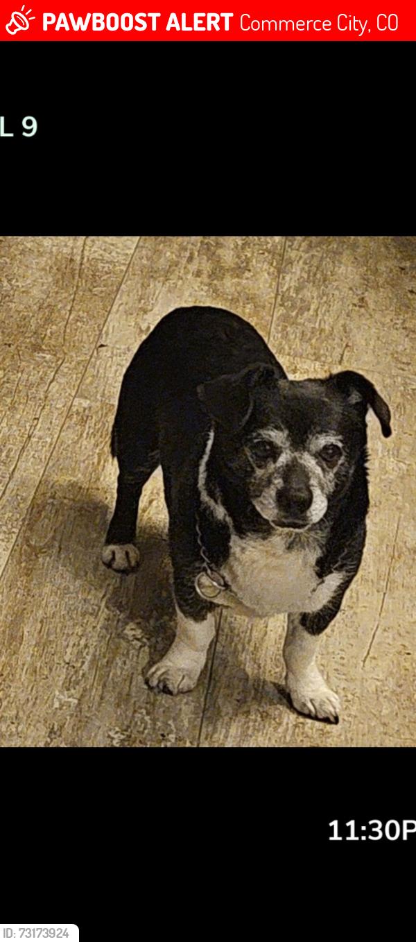 Lost Male Dog last seen Holly and Fairfax, Commerce City, CO 80022