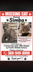 Lost Male Cat last seen 172nd and 18th Street by pacific middle school, Clark County, WA 98684
