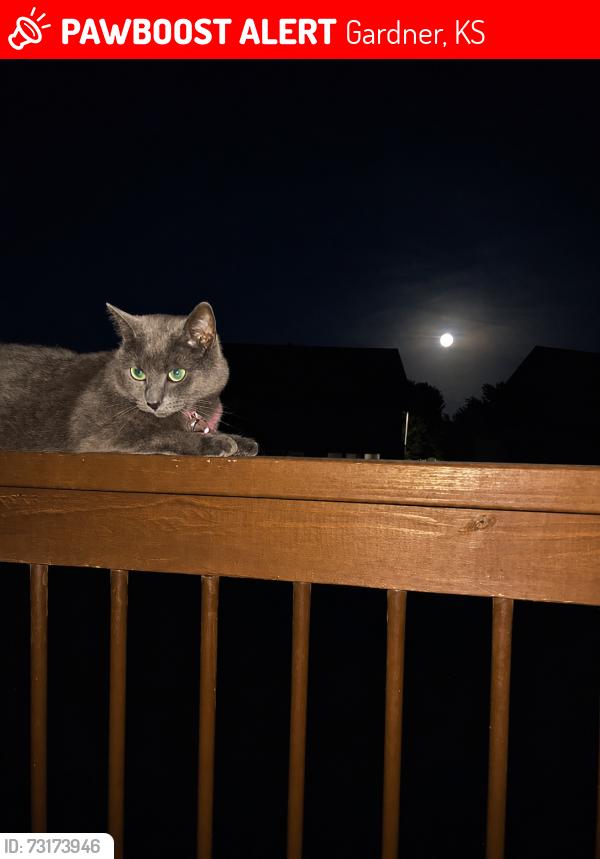 Lost Female Cat last seen Valerie and Colleen, Gardner, KS 66030