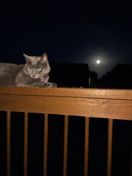Lost Female Cat last seen Valerie and Colleen, Gardner, KS 66030