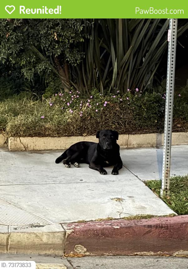 Reunited Unknown Dog last seen 27th & Cimarron, Los Angeles, CA 90018