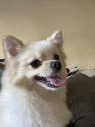 Reunited Female Dog last seen Near Granville, Vancouver, BC 