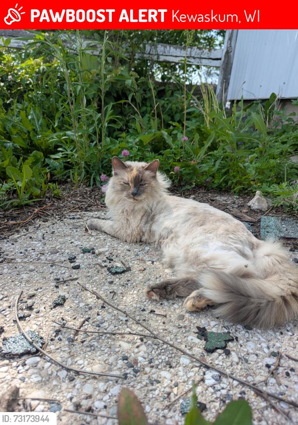 Lost Female Cat last seen Immanuel Lutheran Church, Kewaskum, WI 53040