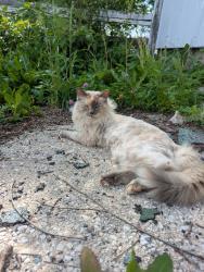 Lost Female Cat last seen Immanuel Lutheran Church, Kewaskum, WI 53040