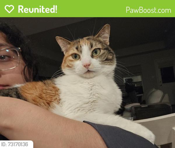 Reunited Female Cat last seen Near White Pine Dr, Fort Worth, TX 76123, USA, Fort Worth, TX 76123