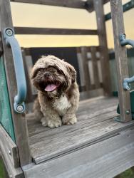 Lost Female Dog last seen Pine tree springs, Houston, TX 77049
