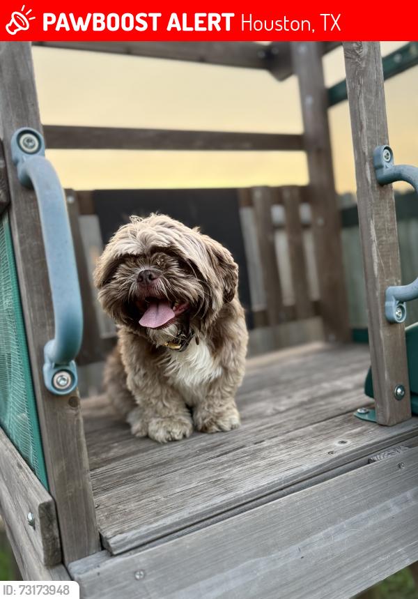 Lost Female Dog last seen Pine tree springs, Houston, TX 77049