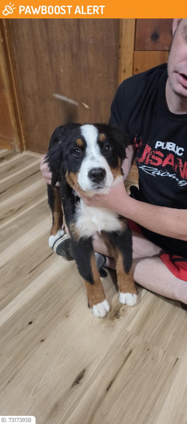 Found/Stray Female Dog last seen Yellow dog rd, Prairie Township, MO 63060