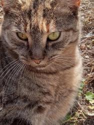 Reunited Female Cat last seen Between 9th and 11thst 37311, Cleveland, TN 37311