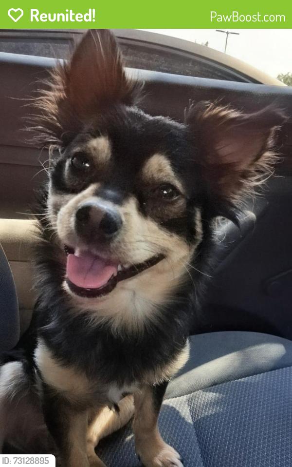 Reunited Male Dog last seen Smiths grocery store, South Jordan, UT 84095