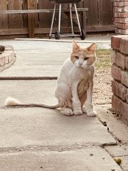 Lost Male Cat last seen Gettysburg and first, Fresno, CA 93726