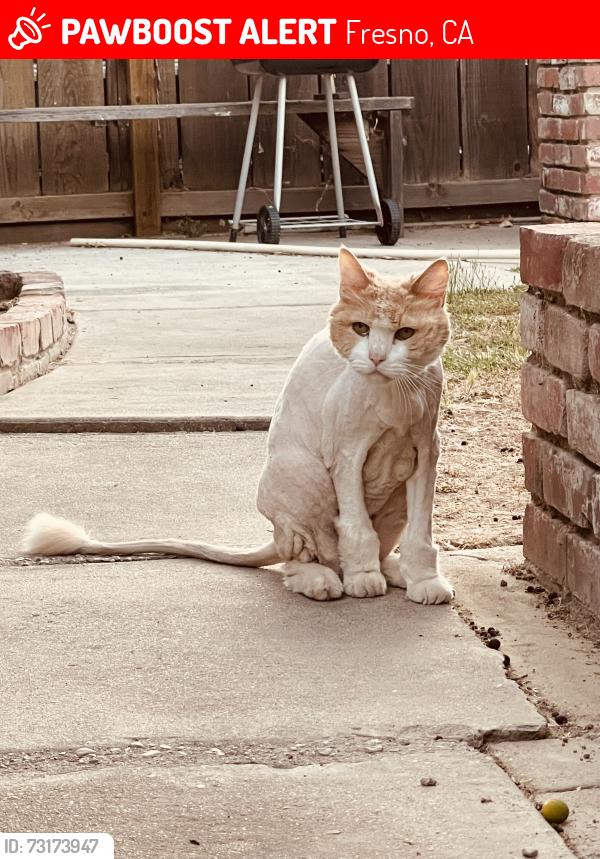 Lost Male Cat last seen Gettysburg and first, Fresno, CA 93726