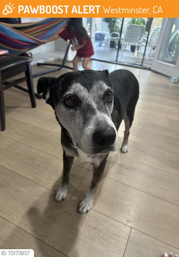 Found/Stray Female Dog last seen Hazard and Brookhurst, Westminster, CA 92683