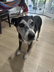 Found/Stray Female Dog last seen Hazard and Brookhurst, Westminster, CA 92683