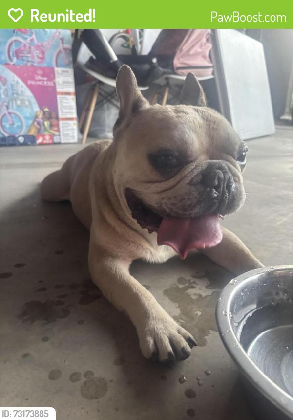Reunited Male Dog last seen N Armstrong and butler area, Fresno, CA 93727