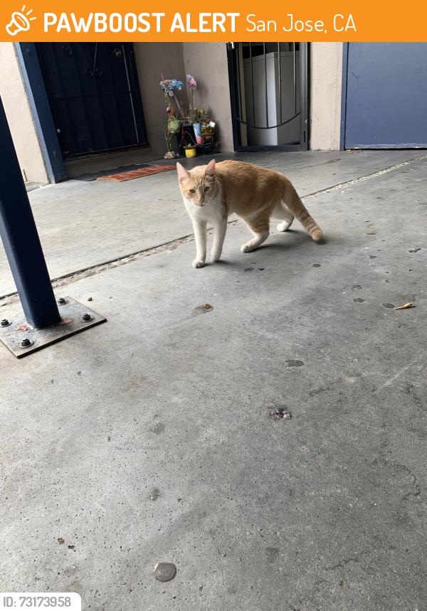 Found/Stray Unknown Cat last seen Mckee rd, San Jose, CA 95116