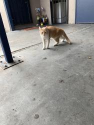 Found/Stray Unknown Cat last seen Mckee rd, San Jose, CA 95116