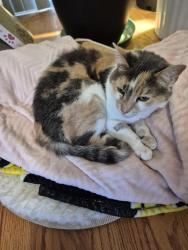 Reunited Female Cat last seen Liberty Street/rte 97, Salem, NH 03079