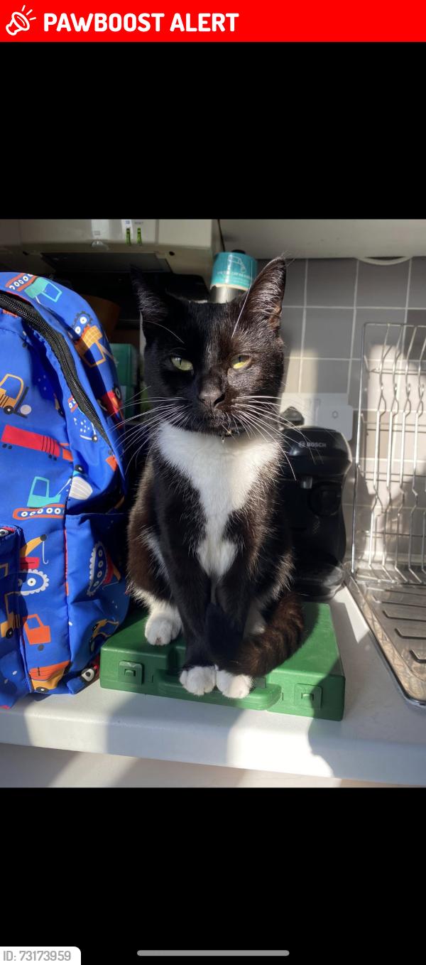 Lost Female Cat last seen Aylesbury, Buckinghamshire, England HP19 7SD