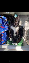 Lost Female Cat last seen Aylesbury, Buckinghamshire, England HP19 7SD