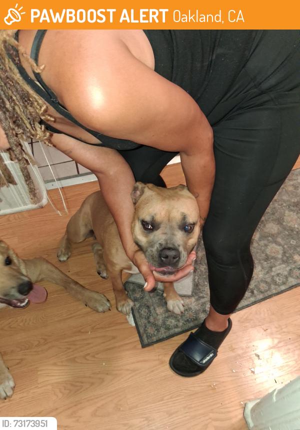 Found/Stray Female Dog last seen Foothill 9th Ave, Oakland, CA 94601