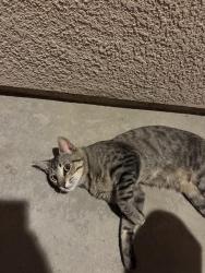Found/Stray Male Cat last seen Sunnyfield Way, Sacramento, CA 95823