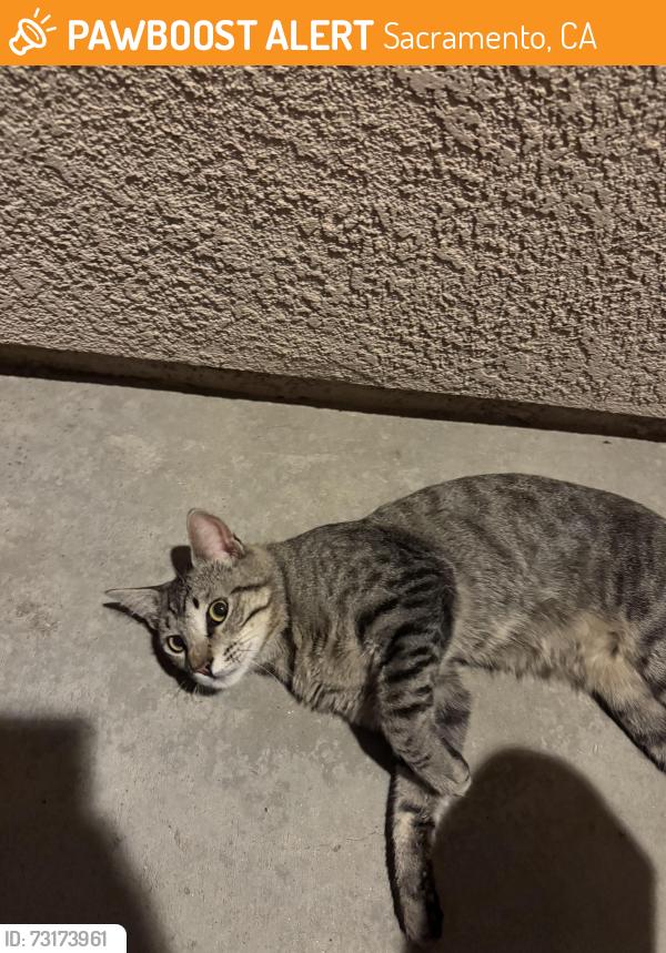 Found/Stray Male Cat last seen Sunnyfield Way, Sacramento, CA 95823