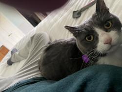 Lost Female Cat last seen Shrike Dr & Bittern Ln, Laguna Niguel, CA 92677
