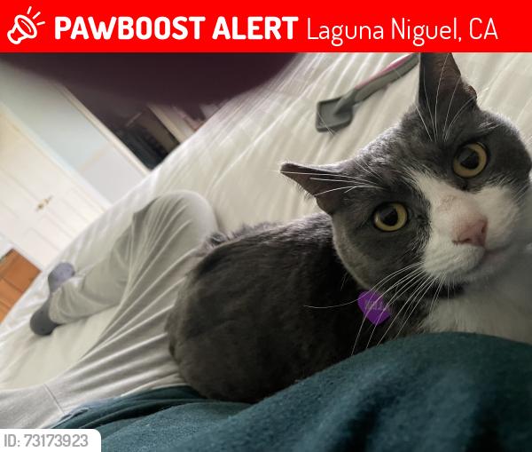 Lost Female Cat last seen Shrike Dr & Bittern Ln, Laguna Niguel, CA 92677