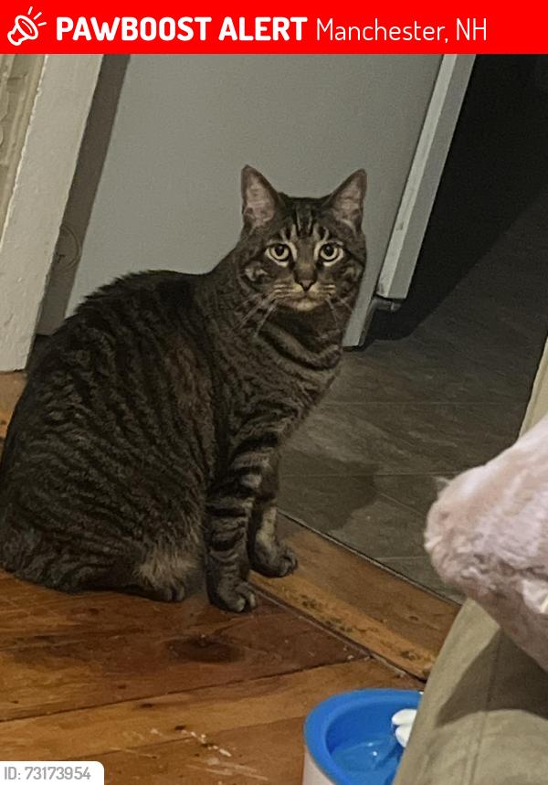 Lost Male Cat last seen Jewett st school, Manchester, NH 03103