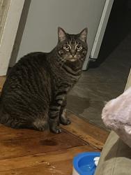 Lost Male Cat last seen Jewett st school, Manchester, NH 03103