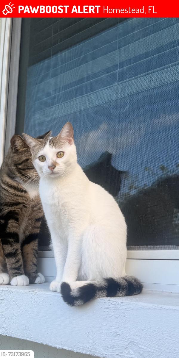 Lost Female Cat last seen sophia square apmts, Homestead, FL 33032