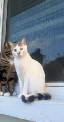 Lost Female Cat last seen sophia square apmts, Homestead, FL 33032