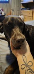 Reunited Female Dog last seen Mills and Anaconda, Whittier, CA 90603