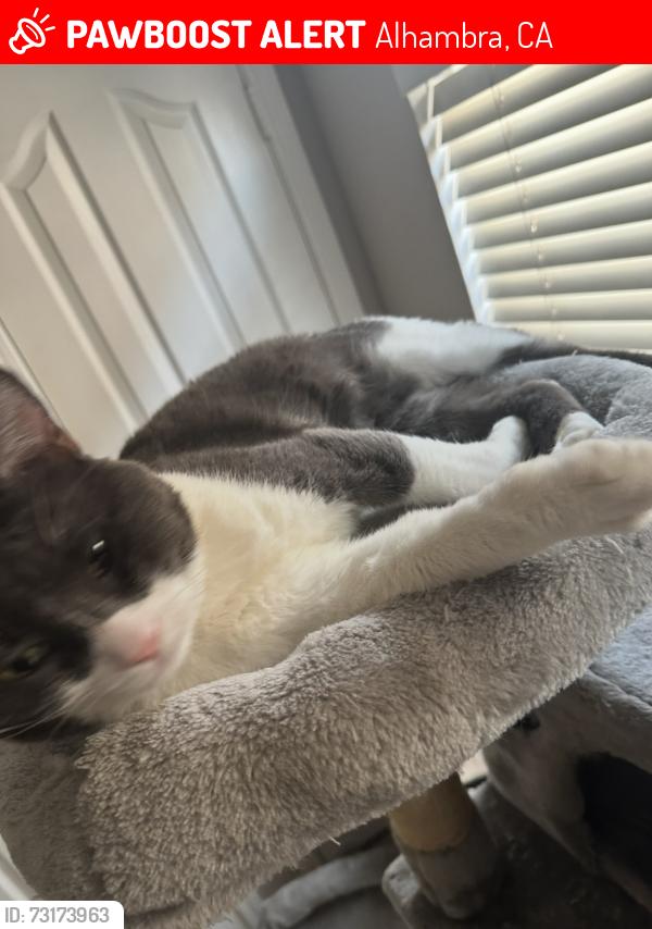 Lost Male Cat last seen Alhambra road, Alhambra, CA 91801