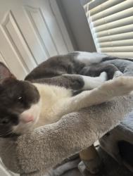 Lost Male Cat last seen Alhambra road, Alhambra, CA 91801