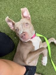 Shelter Stray Female Dog last seen E 161st Street, BRONX, NY, 10452, 326 E 110th St, New York, NY 10029, USA