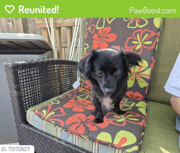 Reunited Female Dog last seen Millwoods Road, 32 ave NW, Edmonton, AB T6K 1J1