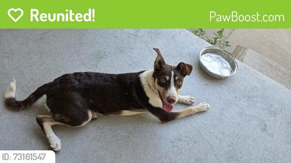 Reunited Female Dog last seen Harry and Emporia, Wichita, KS 67211