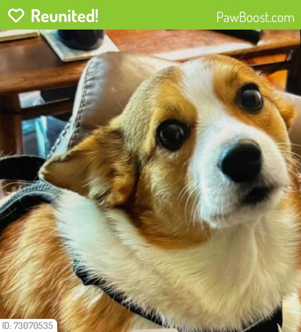 Reunited Female Dog last seen Turnstone and Red Hawk, Eagle Crest, OR 97756