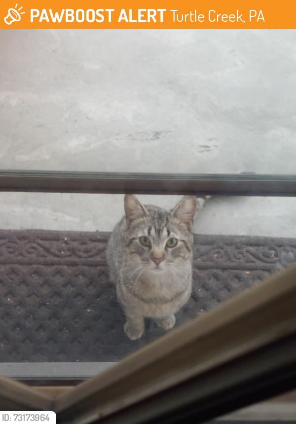 Found/Stray Unknown Cat last seen My back porch, Turtle Creek, PA 15145