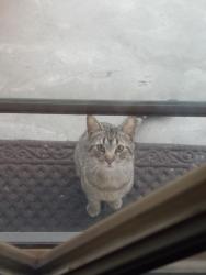 Found/Stray Unknown Cat last seen My back porch, Turtle Creek, PA 15145