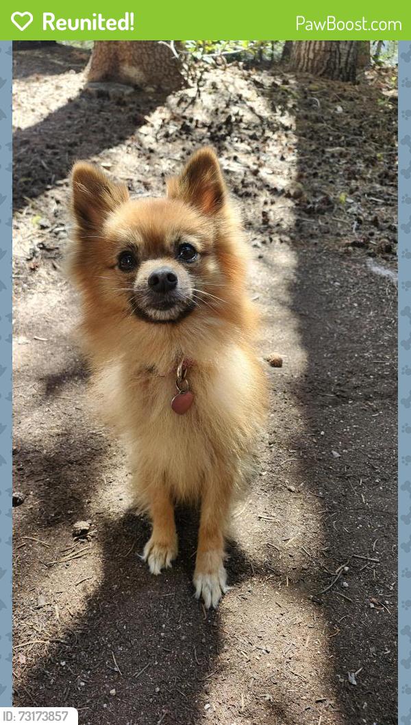 Reunited Female Dog last seen New Hope Rd., Galt, CA 95632
